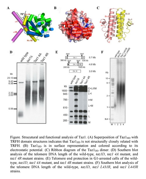 上海生科院发现裂殖酵母端粒结合蛋白Taz1结构和功能上的保守机制