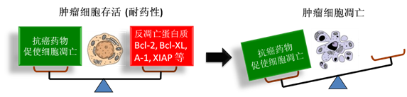 图 1：肿瘤细胞通过反凋零蛋白产生耐药性，对反凋零蛋白的抑制将改变平衡，消除肿瘤耐药性。