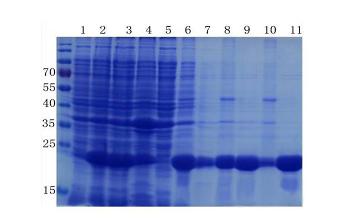 蛋白纯化