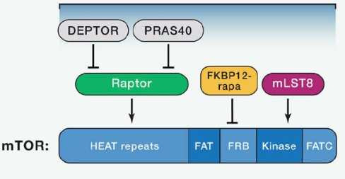 mTORC1由mTOR、Raptor和mLST8以及非核心组件PRAS40和Deptor组成