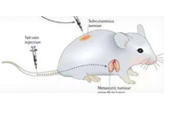 围观:临床前小鼠模型如何选？