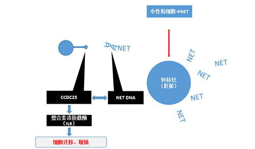 除了单纯的捕获，NET DNA与CCDC-25的结合还增强了癌细胞的侵袭行为，促进了癌症的肝转移。