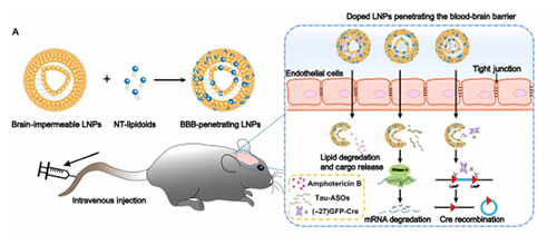 将神经递质与LNP掺杂，获得拥有穿透BBB能力的载体。
