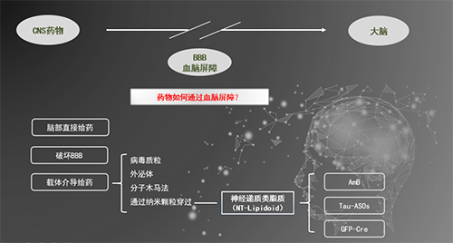 人工合成NT类脂质开放血脑屏障，为CNS药物打开新局面