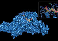 Science重磅！一种“分子剪刀”如何成为COVID-19药物的重要靶标？