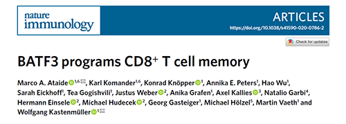Nature：BATF3改善T细胞记忆应答，有望改善免疫疗法的疗效