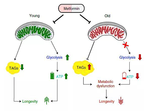 二甲双胍在特定年龄段的代谢作用可能会限制其在未患糖尿病的老年人身上的治疗益处