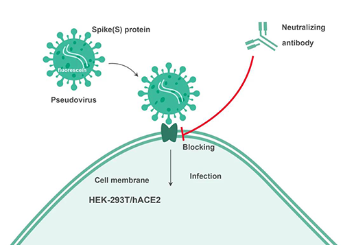 Cell-based中和抗体检测原理