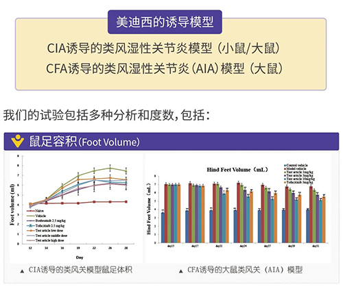 AG真人国际(中国)官方官网诱导的类风湿性关节炎模型