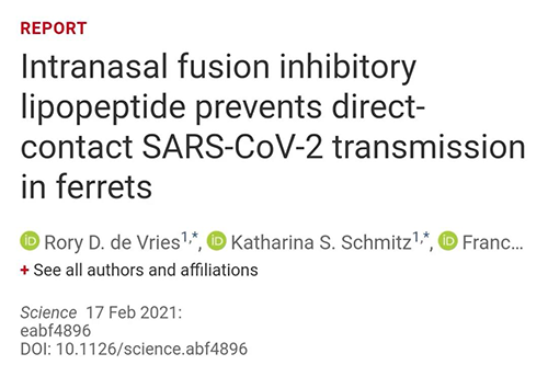 Science速递|鼻喷雾剂可阻止新冠肺炎传播，在雪貂实验中已初获成效