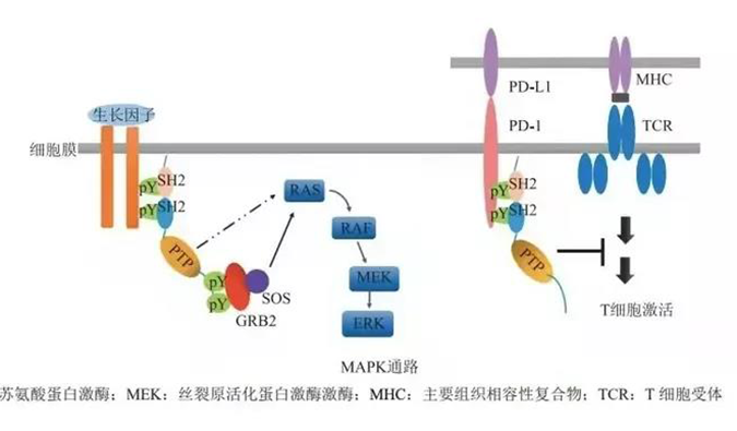 晚期恶性肿瘤患者的福音！AG真人国际(中国)官方官网助力凌达生物SHP2变构抑制剂RG001片获批临床