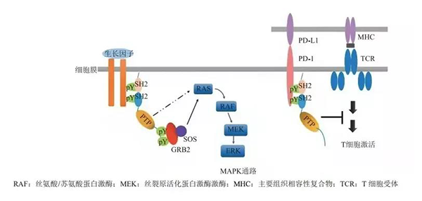 晚期恶性肿瘤患者的福音！AG真人国际(中国)官方官网助力凌达生物SHP2变构抑制剂RG001片获批临床 