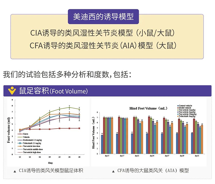 AG真人国际(中国)官方官网诱导的类风湿性关节炎模型-1.png