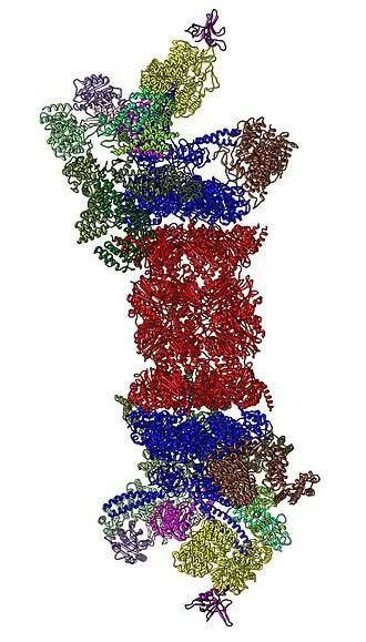 26S蛋白酶体结构（来源：Wikipedia）.jpg