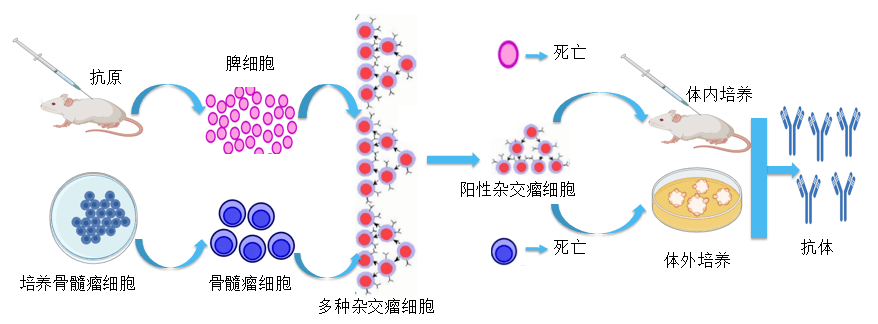 AG真人国际(中国)官方官网抗体开发平台.png