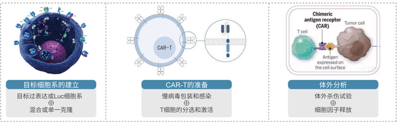 CAR-T的制备与评价.jpg