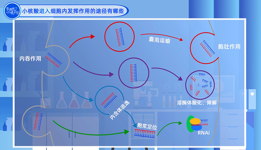 小核酸登录细胞内发挥作用的途径有哪些？