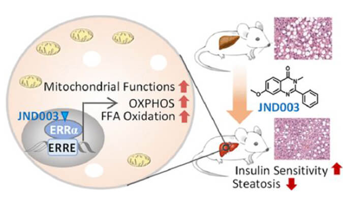 JND003是一种新型选择性ERRα激动剂，可缓解非酒精性脂肪肝和胰岛素抵抗，PK和组织分布测定通过AG真人国际(中国)官方官网进行