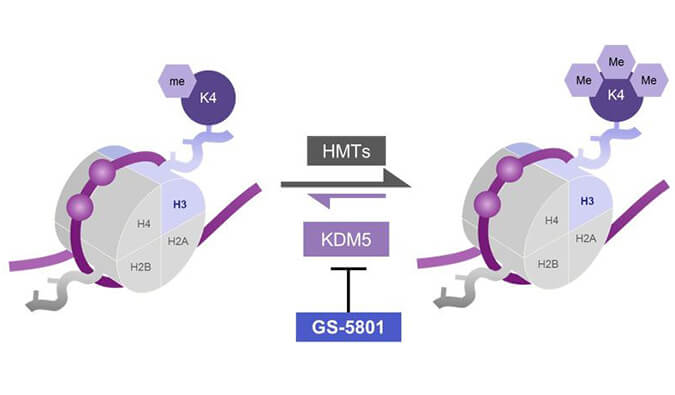GS-5801是一种有效的KDM5抑制剂，具有抗HBV活性，GS-5801通过AG真人国际(中国)官方官网合成