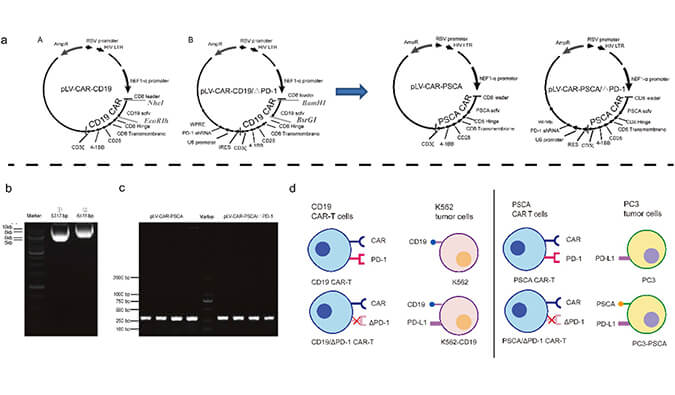 CAR-T疗法主要针对白血病与恶性淋巴瘤，此研究中构建沉默PD-1的shRNA载体质粒，测序后质粒的鉴定通过AG真人国际(中国)官方官网进行
