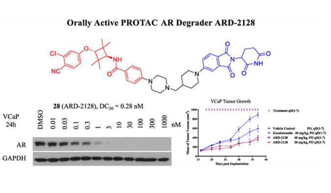 ARD-2128是一种PROTAC AR降解剂，具有出色的血浆和微粒体稳定性，体外稳定性和PK研究通过AG真人国际(中国)官方官网进行