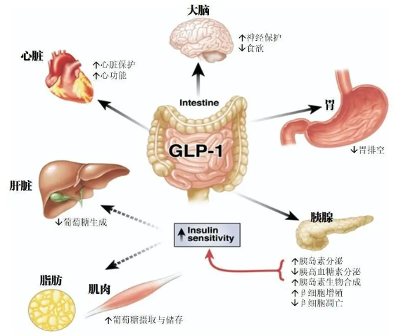 时代变了！GLP-1让打针吃药也能减肥成为现实