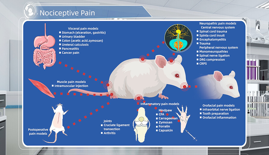 疼痛动物模型介绍