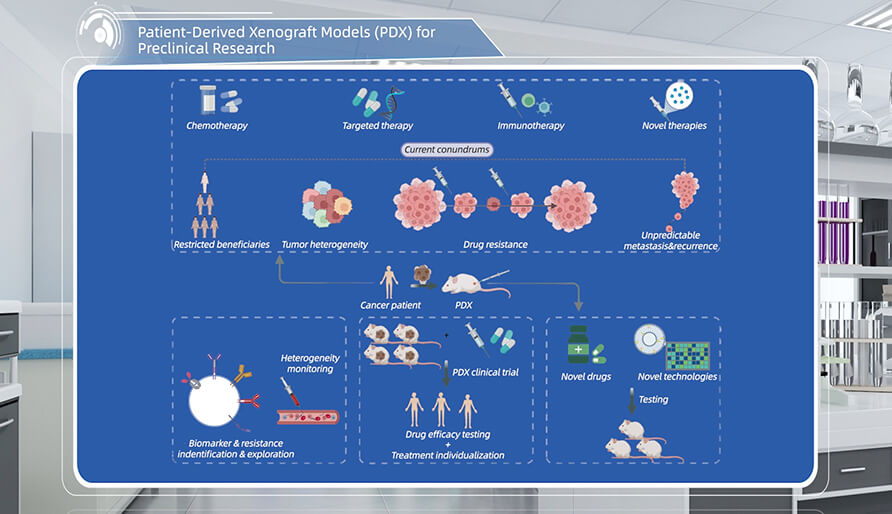 什么是临床前研究的PDX（人源肿瘤异种移植）模型？
